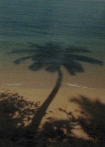 Palm Tree