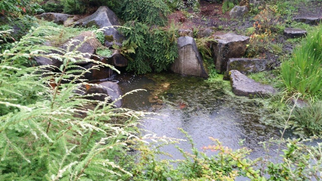 garden pond