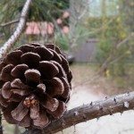 pinecone