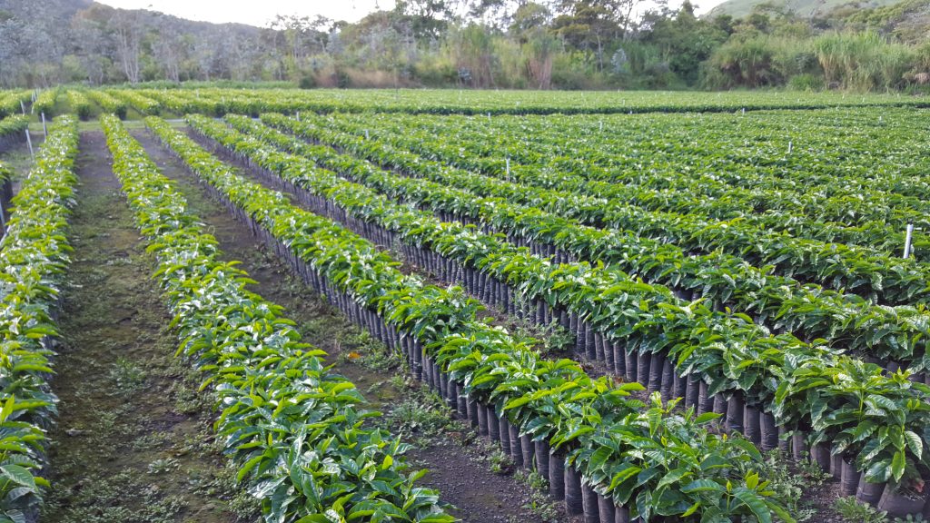 Coffee seedlings at the Janzen Coffee Farm.