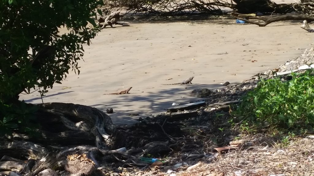 Beach iguanas.